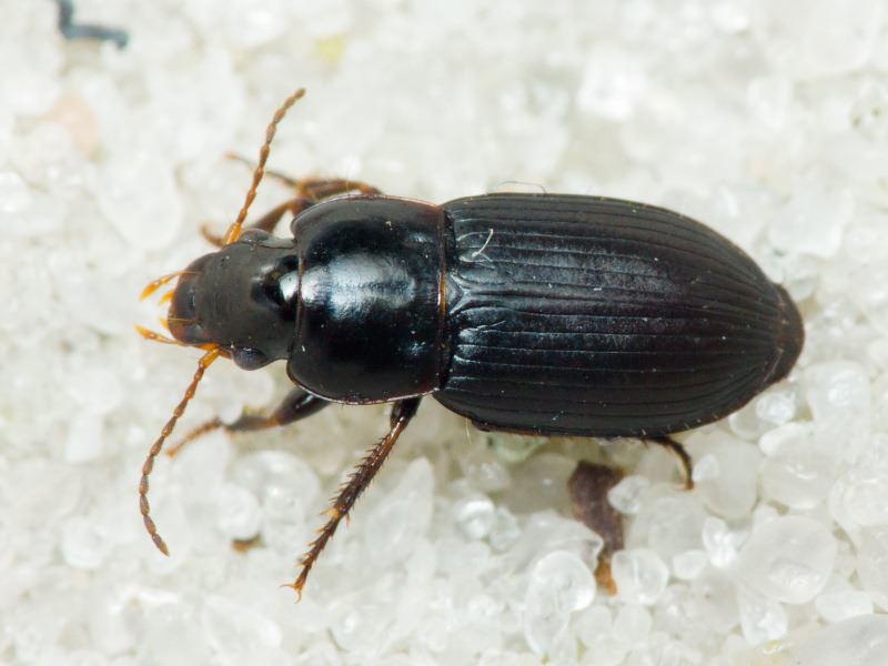 Carabidae Latreille, 1802